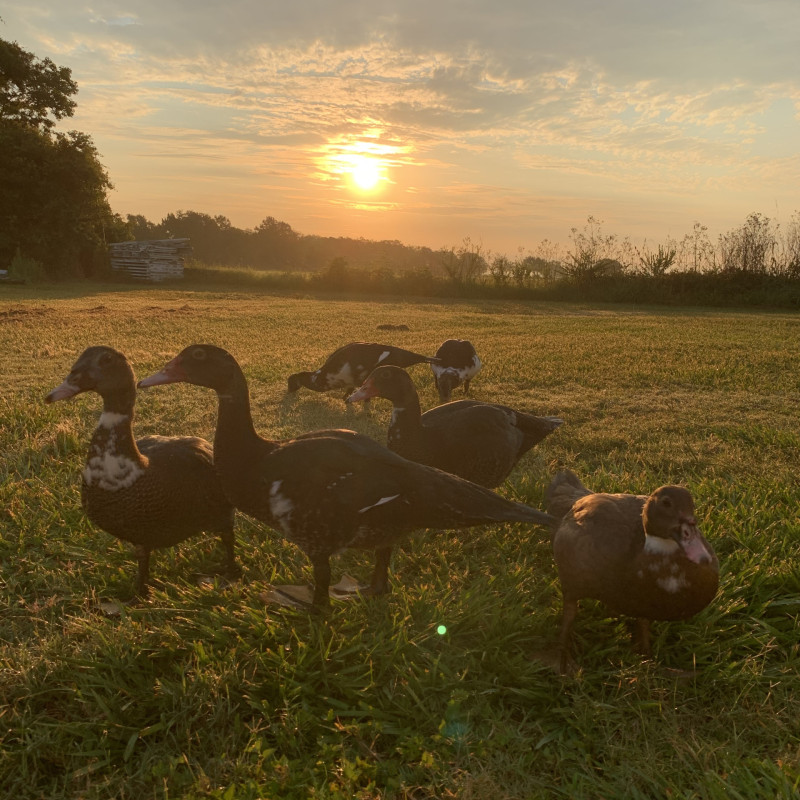 ducks